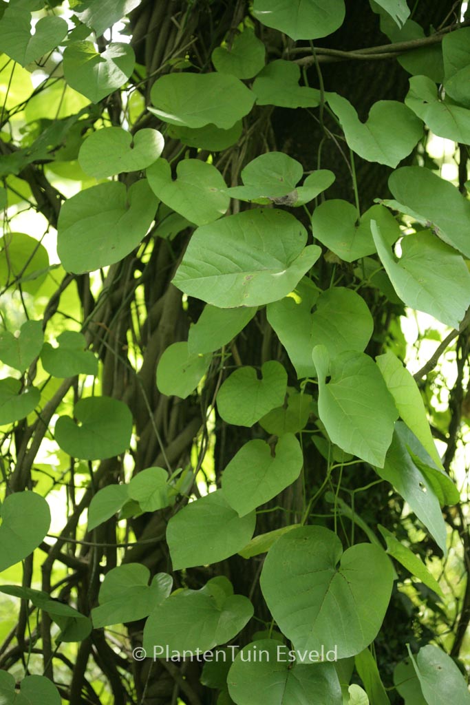 Aristolochia macrophylla