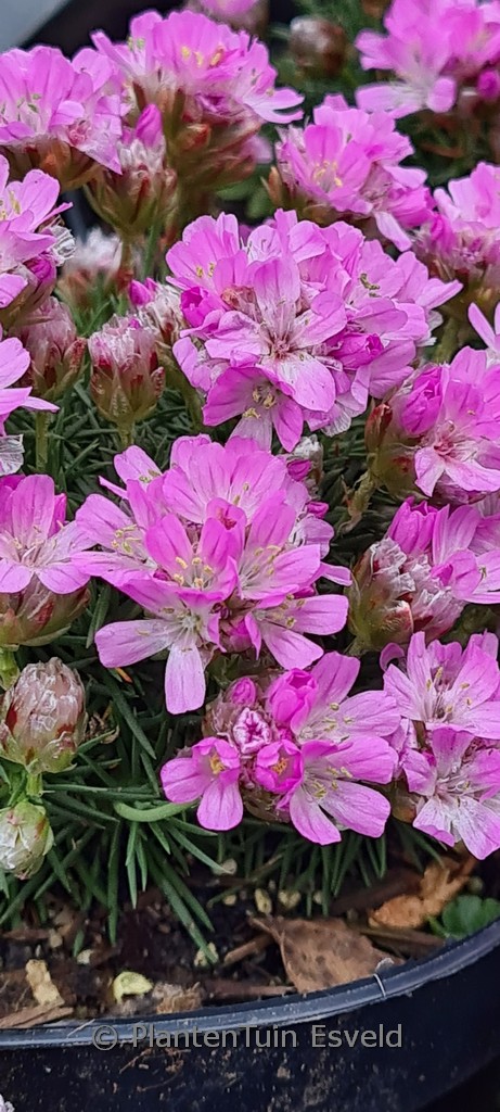 Armeria juniperifolia ‚New Zealand Form‘
