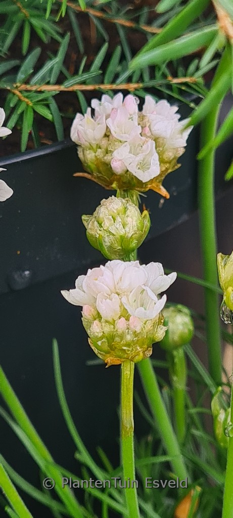 Armeria maritima ‚Alba‘