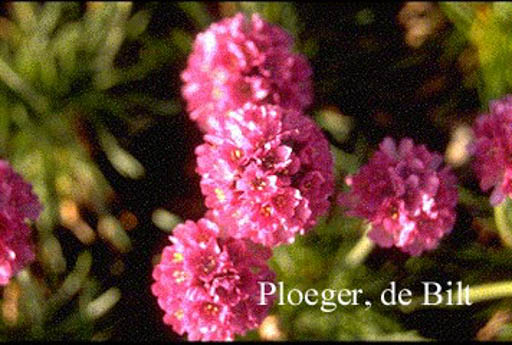 Armeria maritima ‚Duesseldorfer Stolz‘