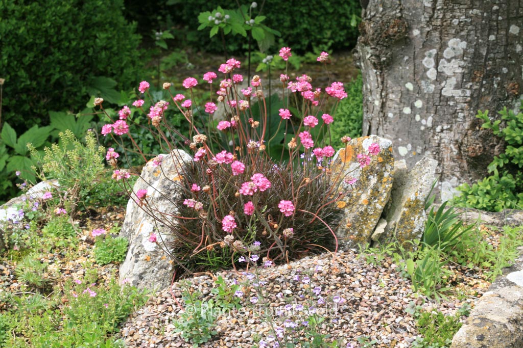 Armeria maritima ‚Rubrifolia‘