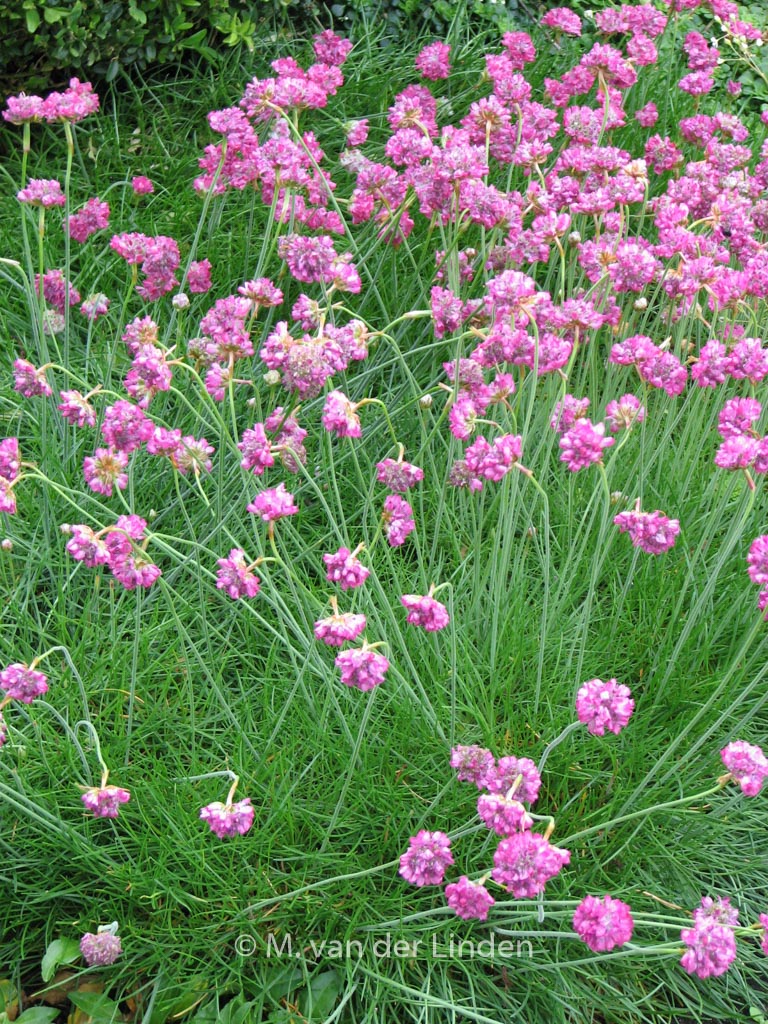 Armeria maritima ‚Splendens Perfecta‘