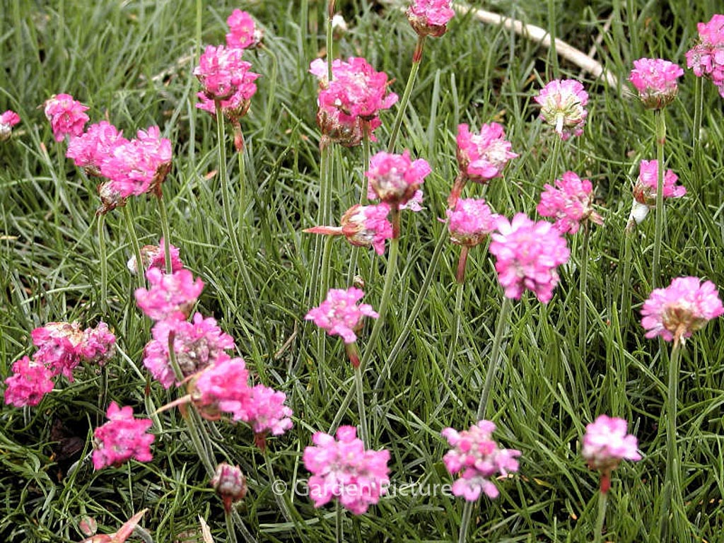 Armeria maritima ‚Splendens‘