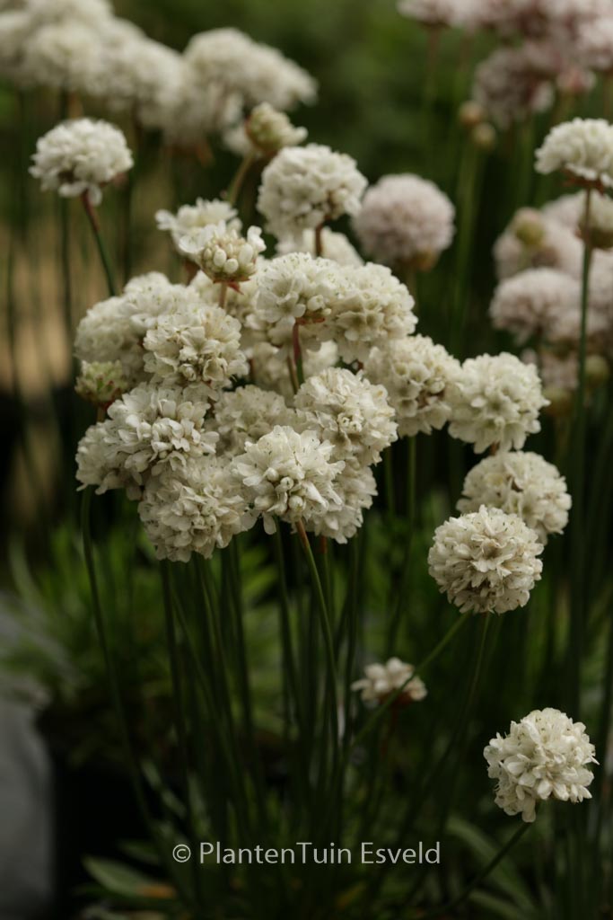 Armeria pseudarmeria ‚Ballerina White‘