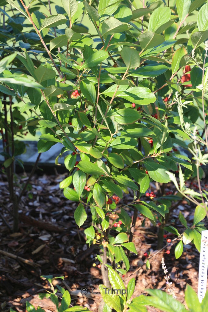 Aronia arbutifolia ‚Brilliant‘