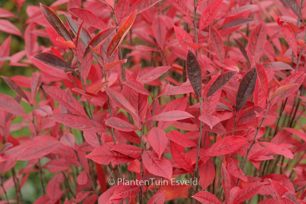 Aronia arbutifolia ‚Erecta‘