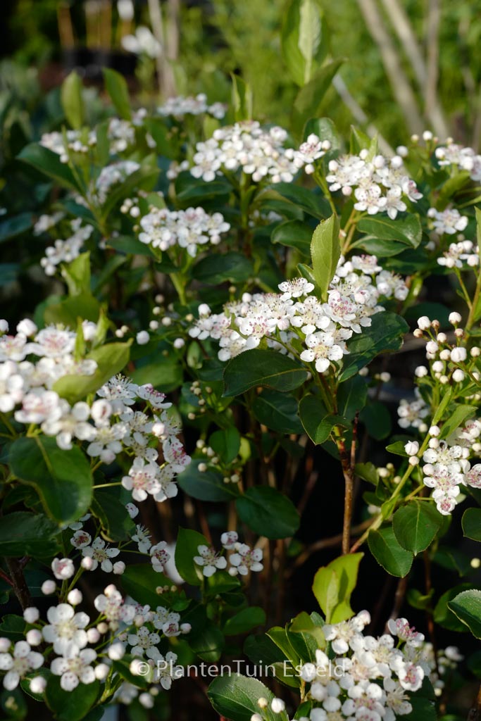 Aronia melanocarpa ‚Autumn Magic‘