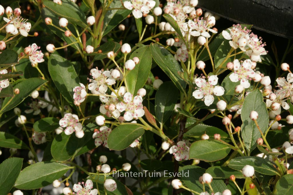 Aronia melanocarpa ‚Hugin‘