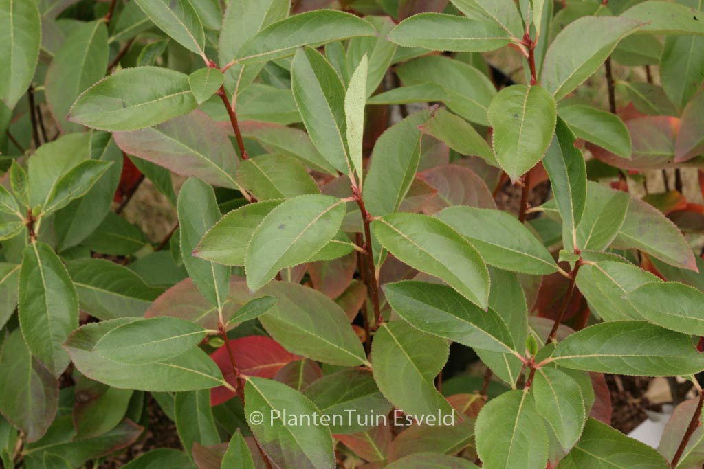 Aronia melanocarpa ‚Professor Ed‘