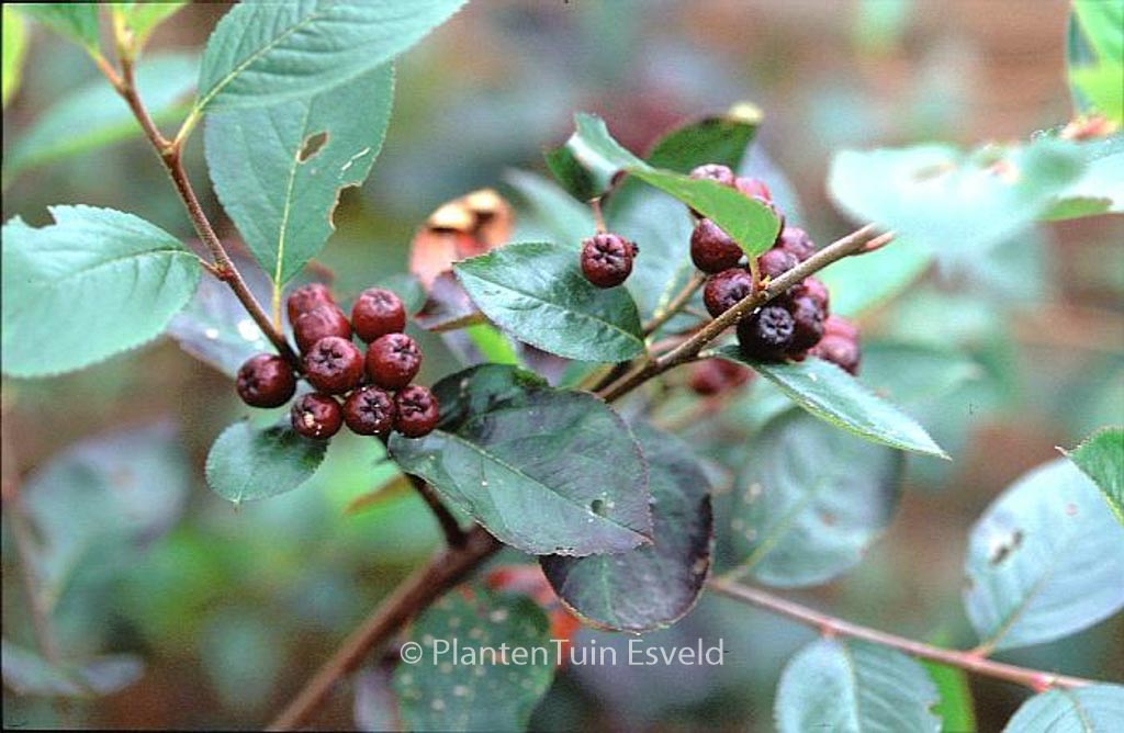 Aronia prunifolia ‚Aron‘