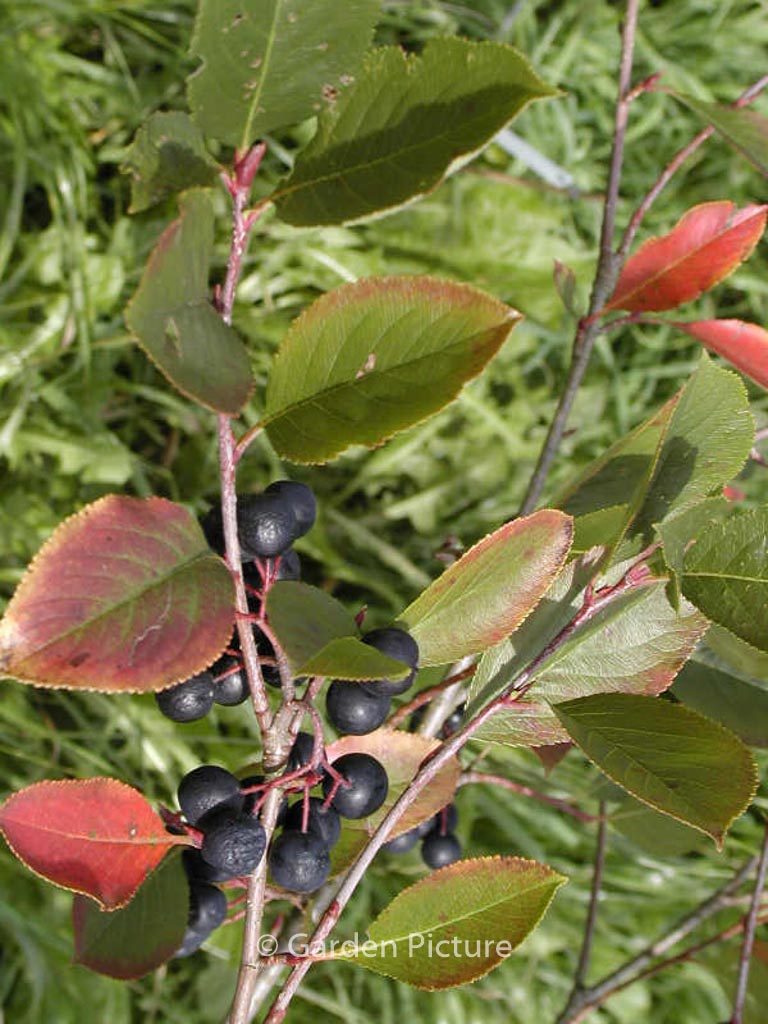 Aronia prunifolia ‚Nero‘