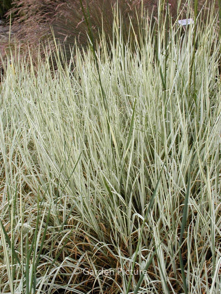 Arrhenatherum elatius ‚Variegatum‘