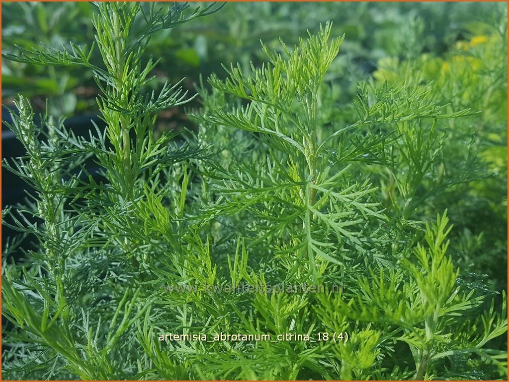 Artemisia abrotanum ‚Citrina‘
