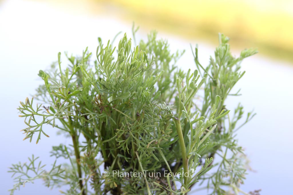 Artemisia abrotanum ‚Coca Cola‘
