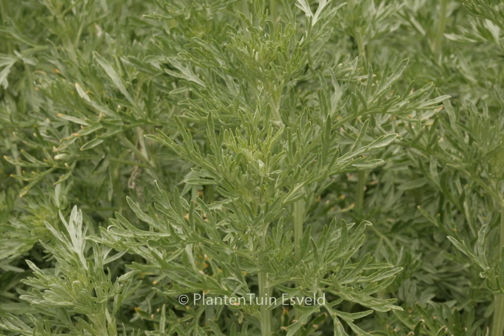 Artemisia absinthium
