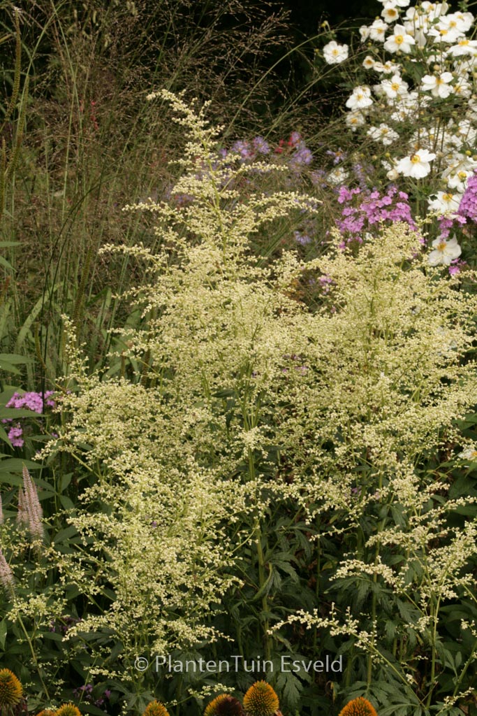Artemisia lactiflora ‚Elfenbein‘