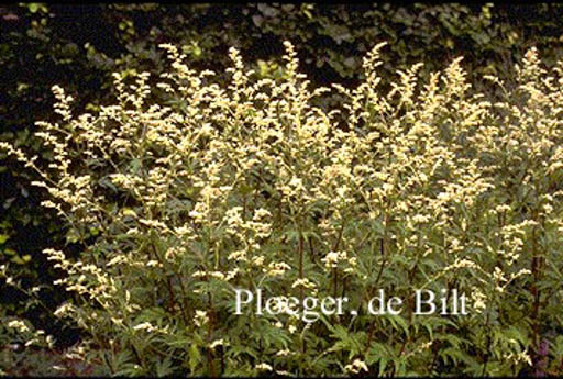 Artemisia lactiflora ‚Guizhou‘