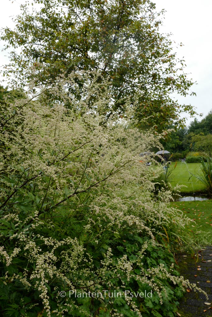 Artemisia lactiflora