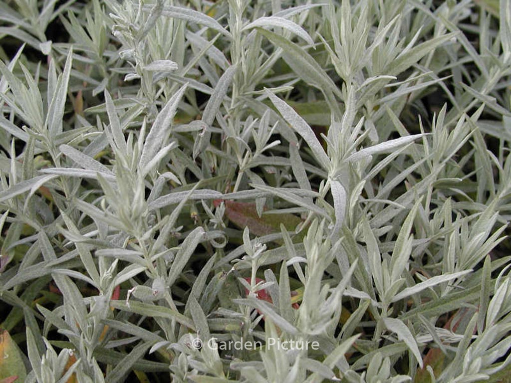Artemisia ludoviciana ‚Silver Queen‘
