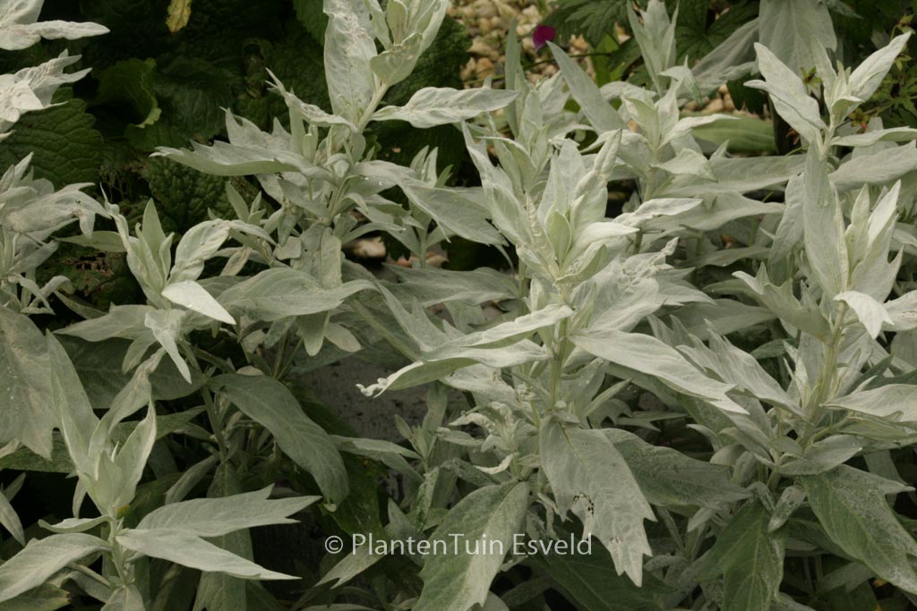 Artemisia ludoviciana ‚Valerie Finnis‘