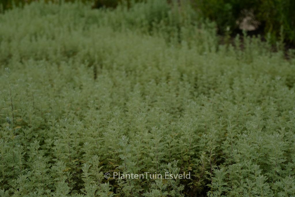 Artemisia pontica