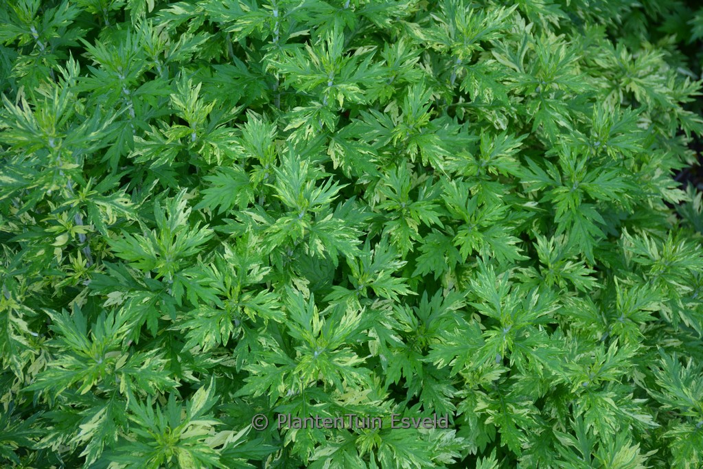 Artemisia vulgaris ‚Oriental Limelight‘