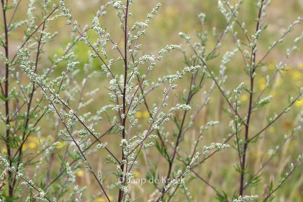 Artemisia vulgaris