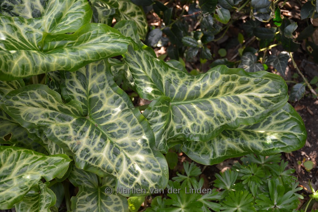 Arum italicum ‚Marmoratum‘