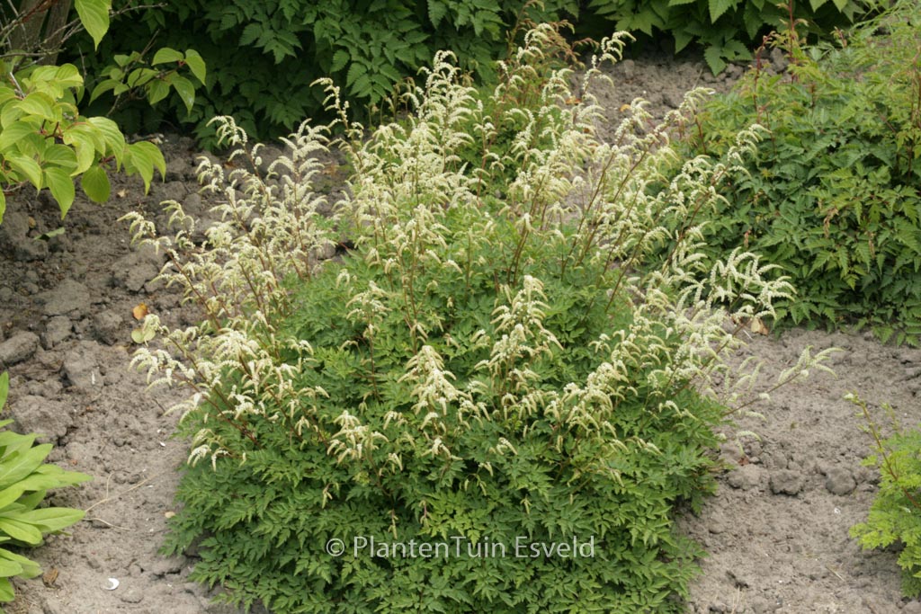 Aruncus ‚Guinea Fowl‘