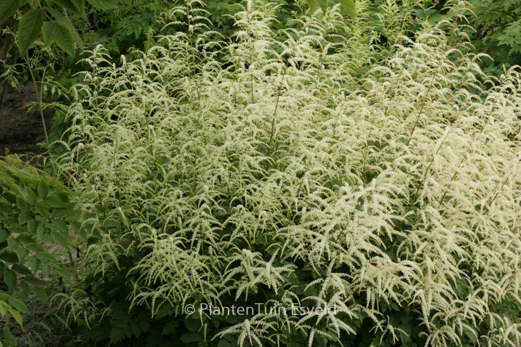 Aruncus ‚Misty Lace‘