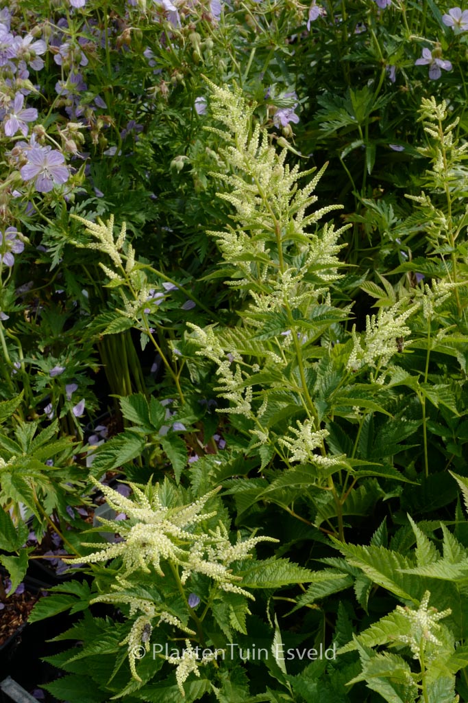 Aruncus ‚Sparkles‘