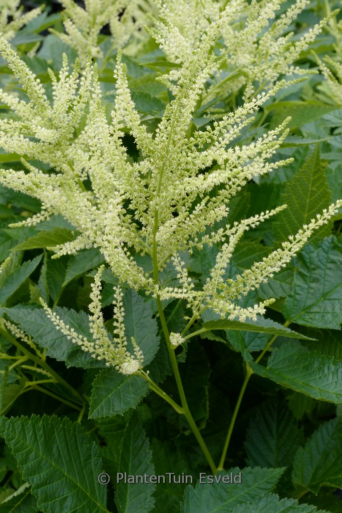 Aruncus ‚Ulf‘