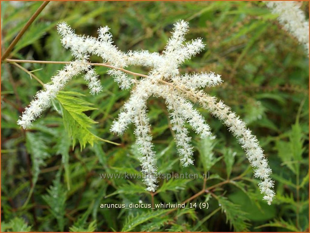 Aruncus dioicus ‚Whirlwind‘