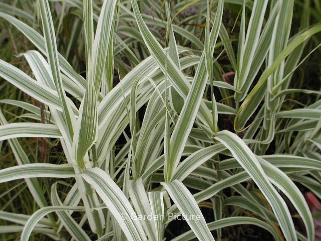 Arundo donax ‚Versicolor‘