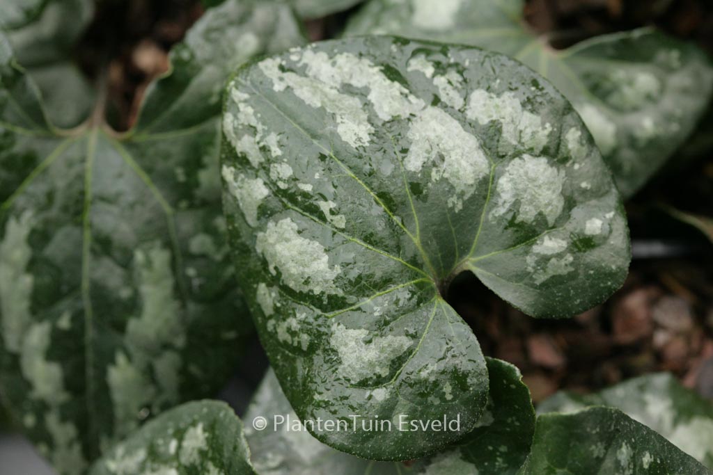 Asarum maximum ‚Ling Ling‘