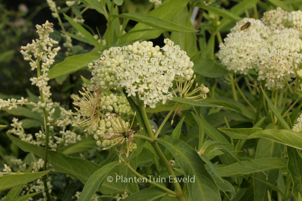 Asclepias incarnata ‚Ice Ballet‘
