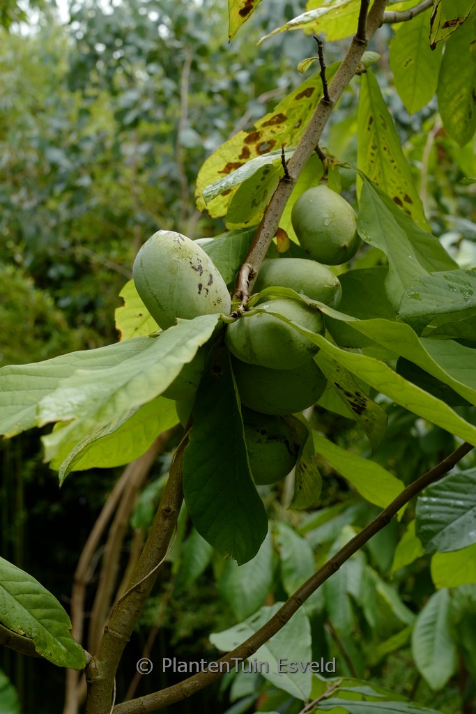 Asimina triloba ‚Prima 1216‘