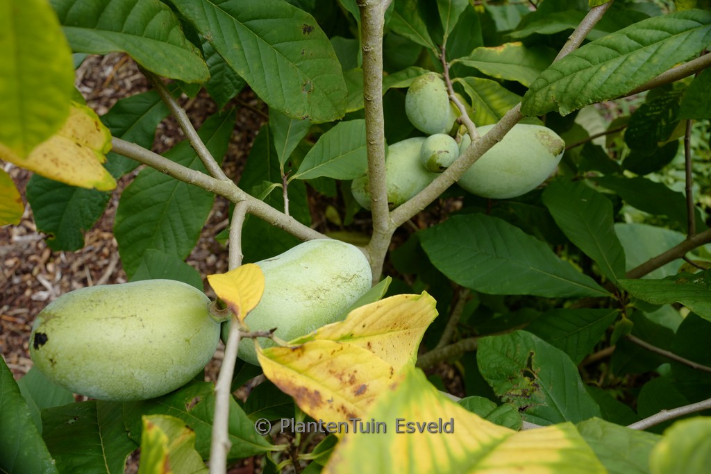 Asimina triloba ‚Prolific‘