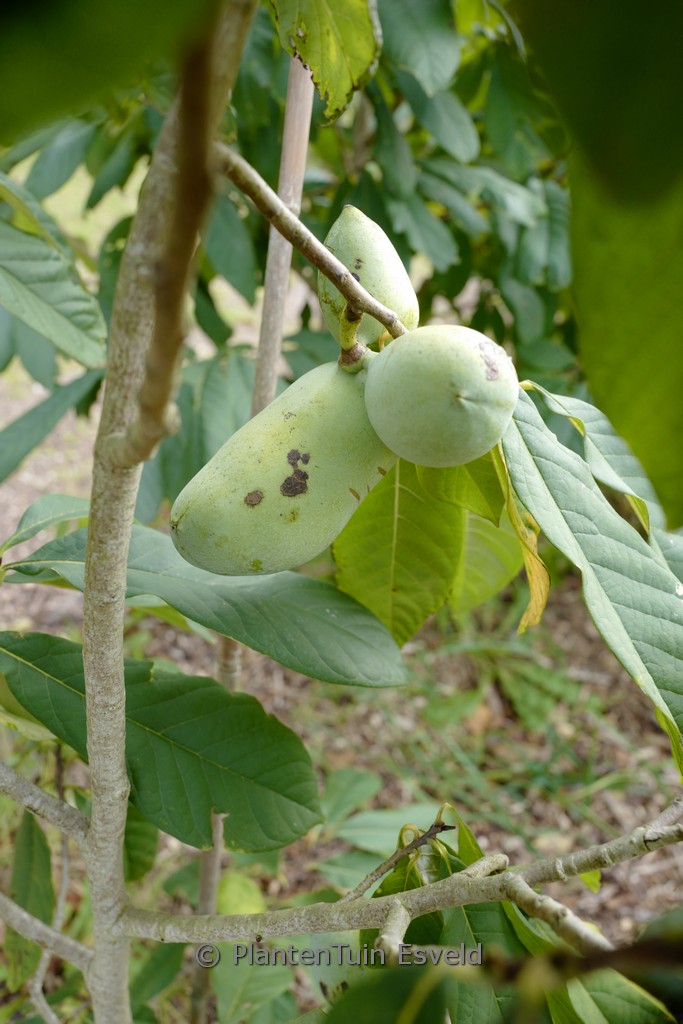 Asimina triloba ‚Sunflower‘
