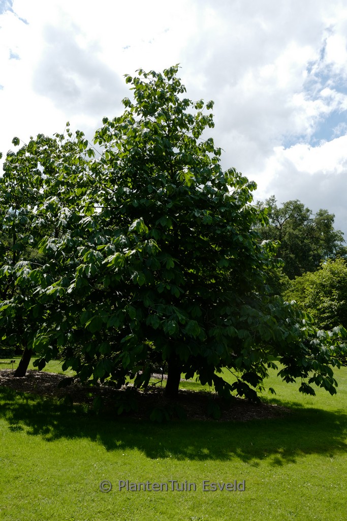 Asimina triloba