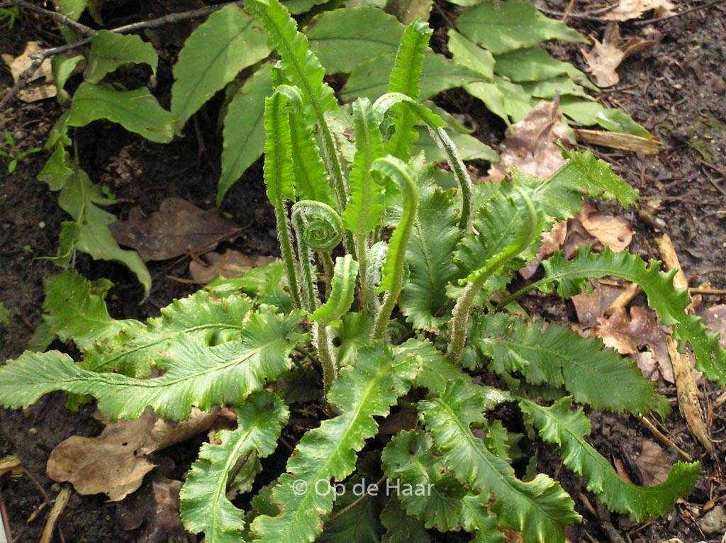 Asplenium scolopendrium ‚Angustifolia‘