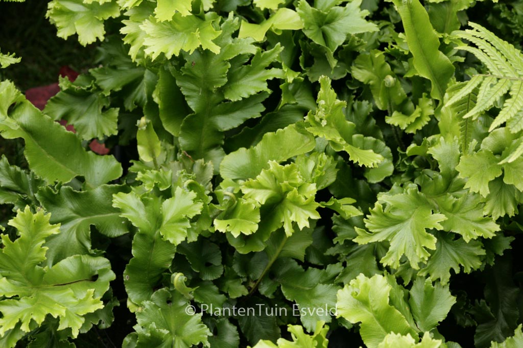 Asplenium scolopendrium ‚Cristatum‘