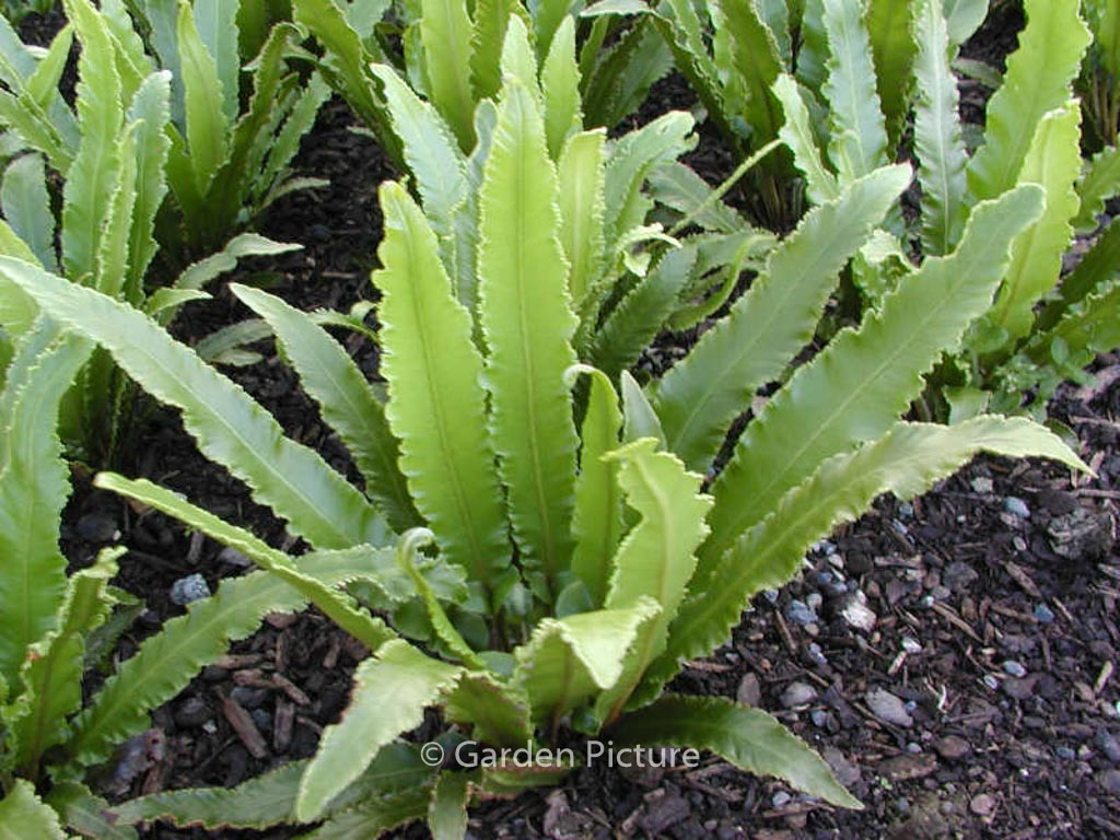 Asplenium scolopendrium ‚Undulata‘
