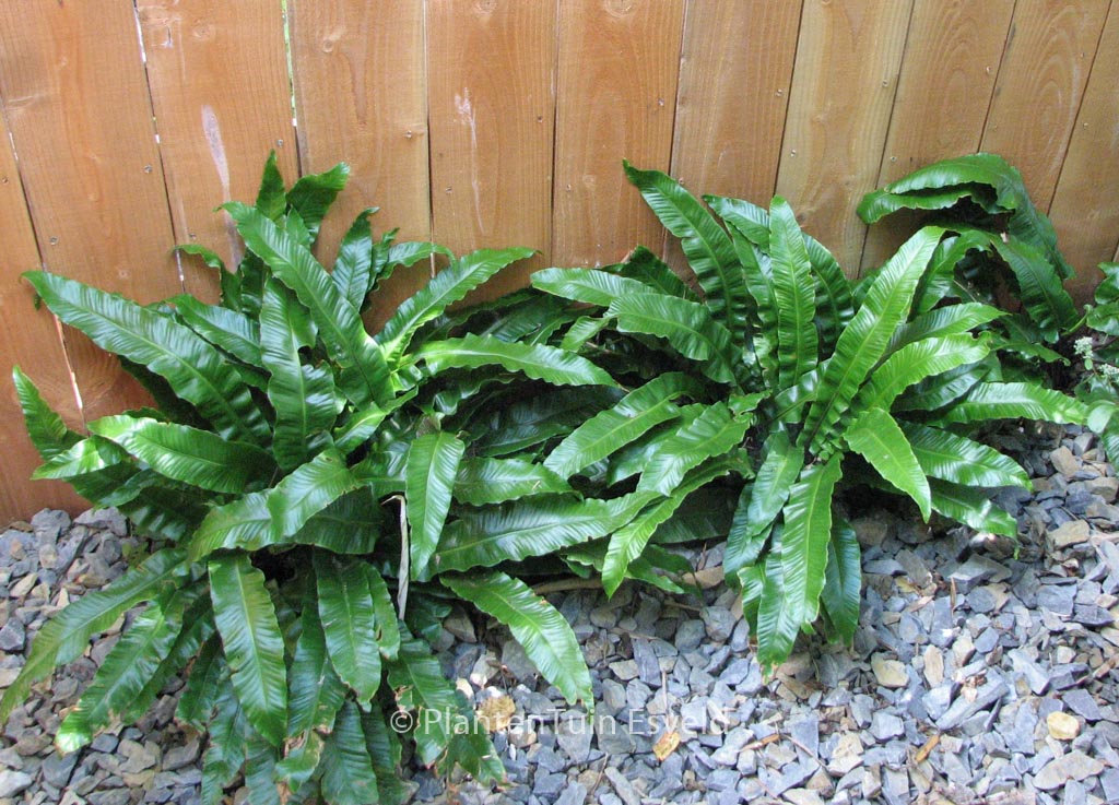 Asplenium scolopendrium