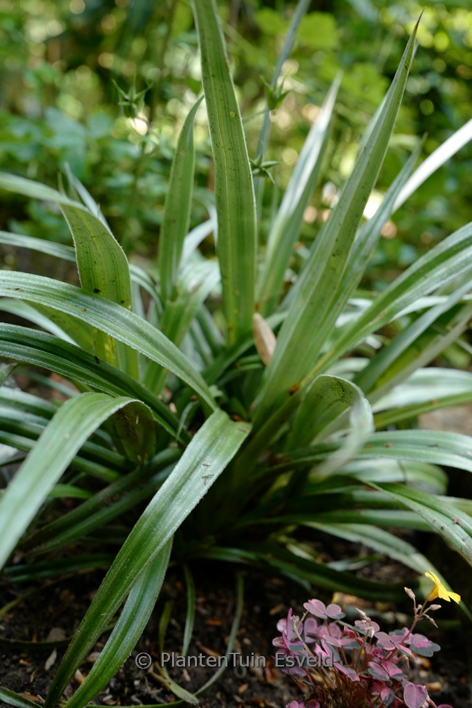 Astelia ‚Silver Shadow‘