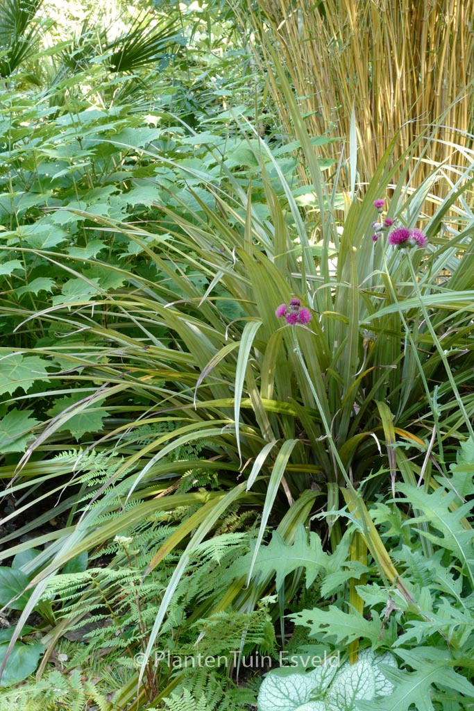 Astelia nervosa ‚Westland‘