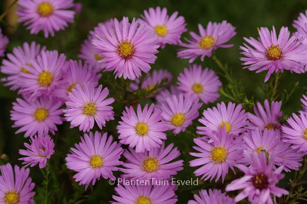 Aster ‚Alice Haslam‘