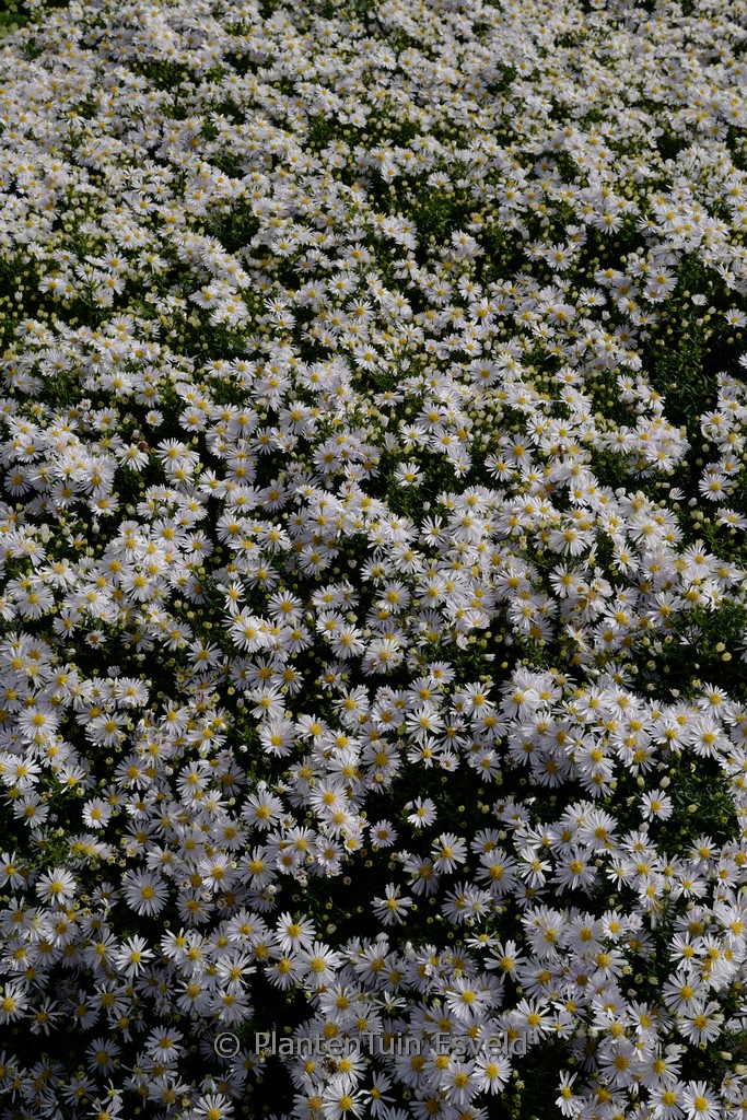 Aster ‚Apollo‘