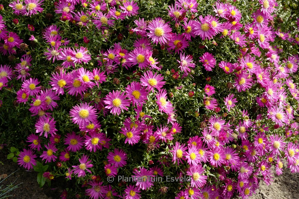 Aster ‚Bahamas‘