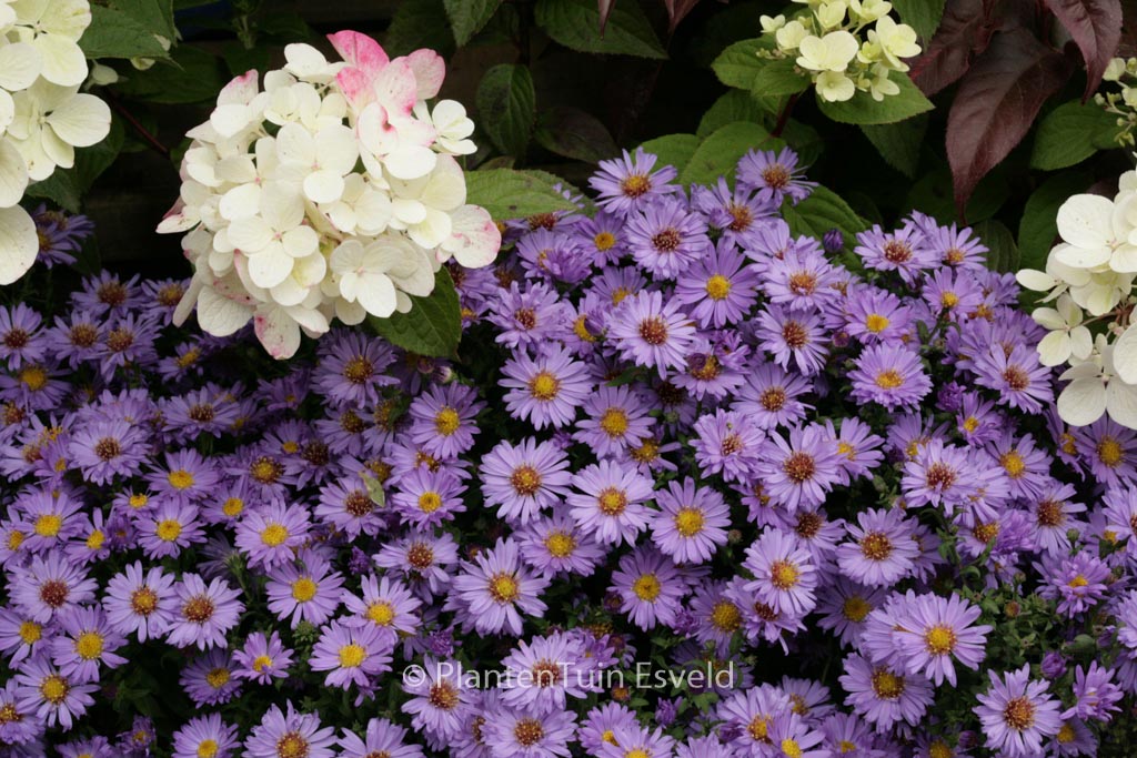 Aster ‚Barbados‘